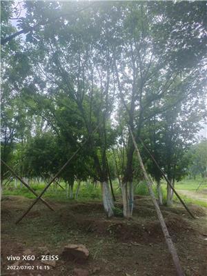 高度600厘米丛生蒙古栎